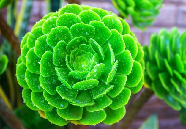 Close-up sappige groene plant cactus echeveria