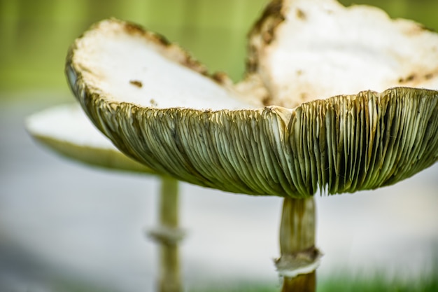 Photo close-up to a savage champignon in a park