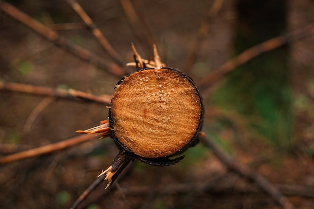 Close-up of saw cut of tree