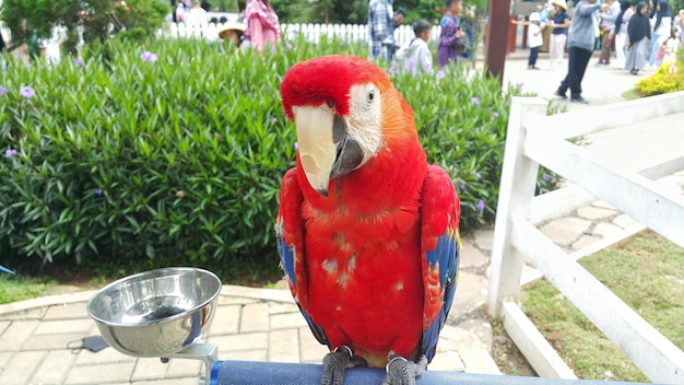 Close up of a scarlet macaw parrot standing in its cage at a tourist spot