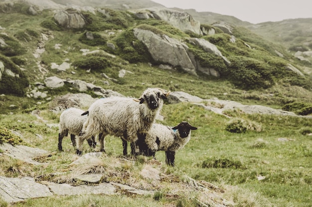 Close-up schapen in bergen scènes, wandeling door de grote aletsch-gletsjer, route aletsch panoramaweg in nationaal park zwitserland, europa. zomerlandschap, zonnig weer en zonnige dag