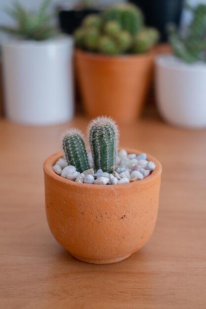 Close-up schattige cactus op hout