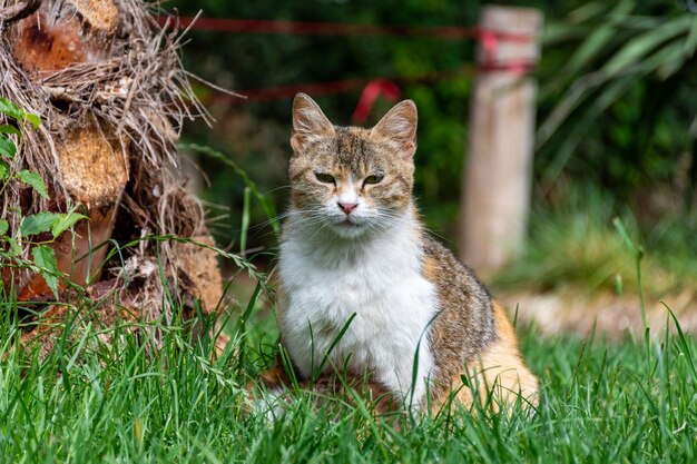 Close-up schattige kat zittend op het gras kijkend naar de camera in de tuin