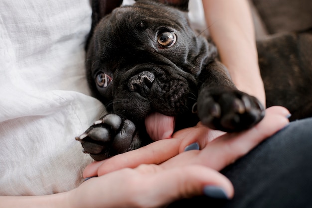 Close-up schattige kleine franse bulldog