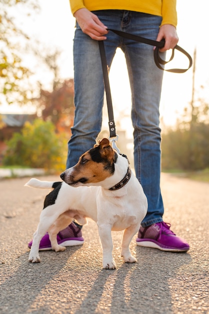 Close-up schattige kleine hond uit voor een wandeling