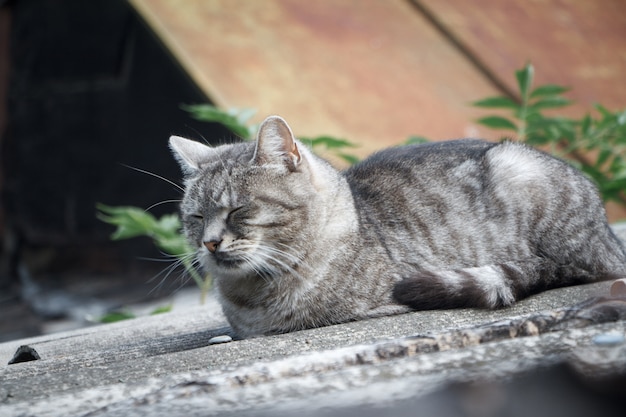 Close-up schattige korthaar gestreepte grijze kat met groene ogen op een grijze leien dak