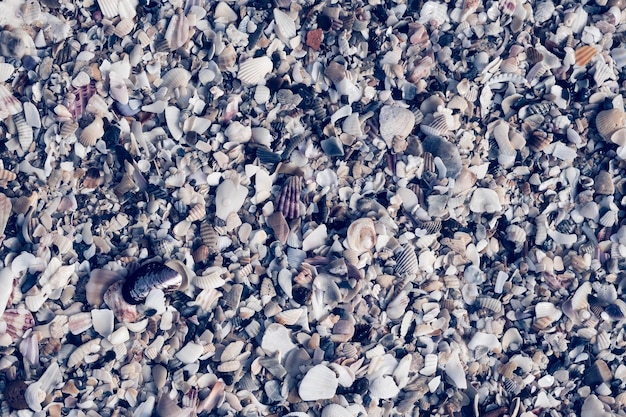 Close-up schelpen op strand zand zomerdag Abstracte oceaan achtergrond patroon collectie