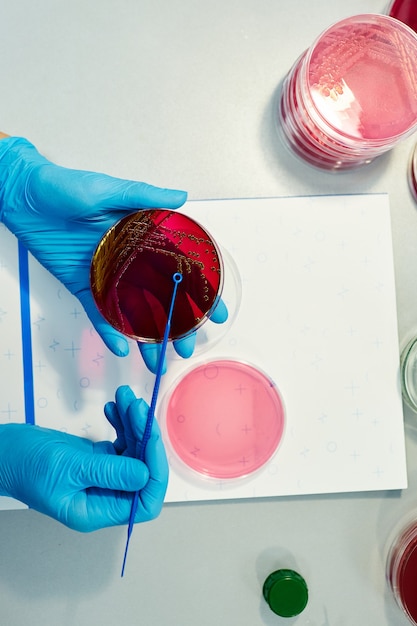 Foto primo piano delle braccia dello scienziato che lavorano sulla capsula di petri con i campioni rossi al laboratorio