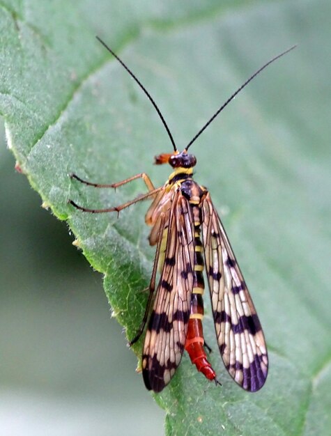 Photo close-up of scorpion fly