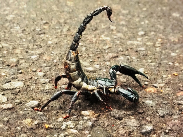 Photo close-up of scorpion on ground