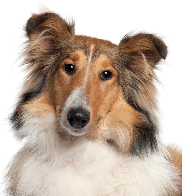 Close-up of Scotch Collie, 9 months old, 