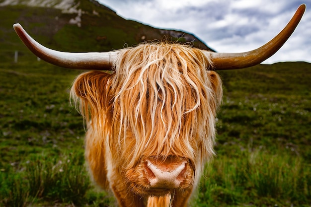 Photo close-up of a scotish caw on field