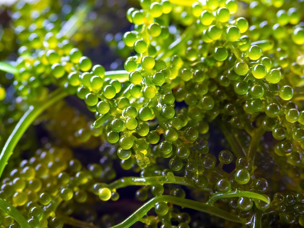 Close up sea grapes seaweed (Caulerpa  Lentillifera). Sea grapes (green caviar) background.