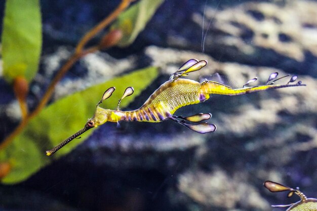 Foto close-up di un cavalluccio di mare che nuota in acqua