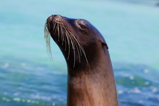 海獅子と海のクローズアップ