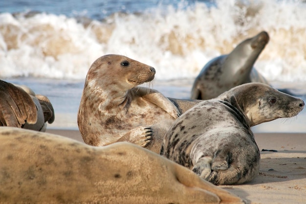 Photo close-up of sea lion on beach