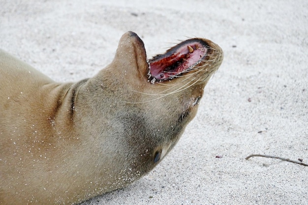 Foto prossimo piano del leone marino delle galapagos