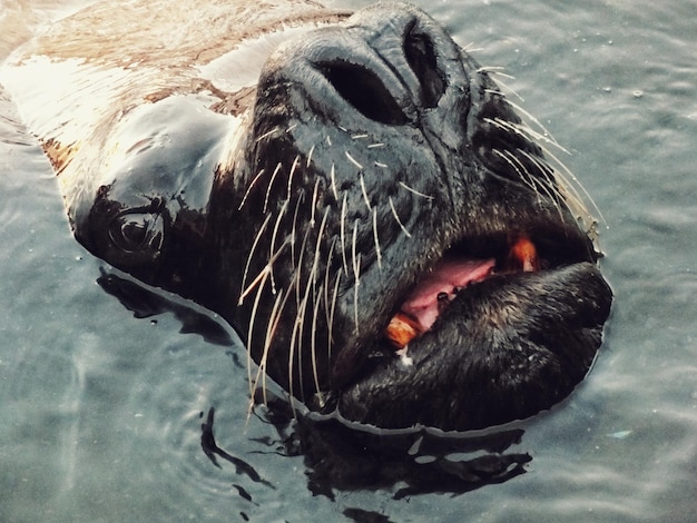 Photo close-up of sea lion in lake