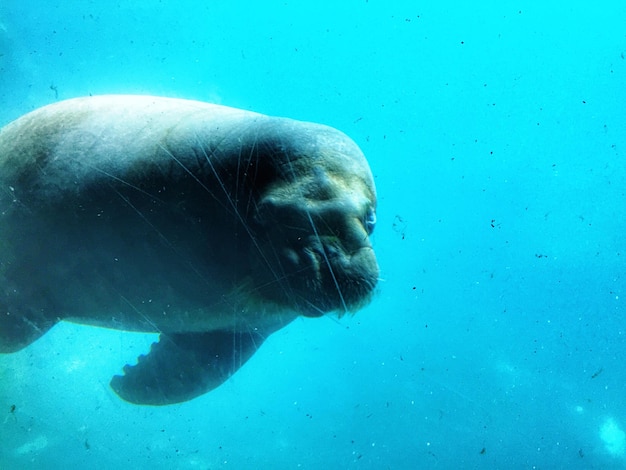 Photo close-up of sea lion swimming in aquarium