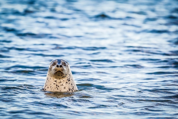 Photo close-up of sea lion swimming in sea