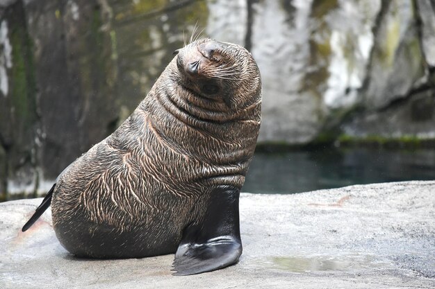 水中の海獅子のクローズアップ