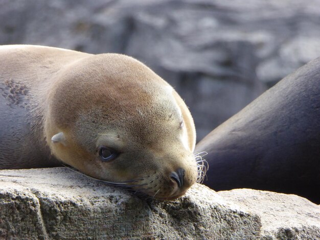 Photo close-up of sea lion