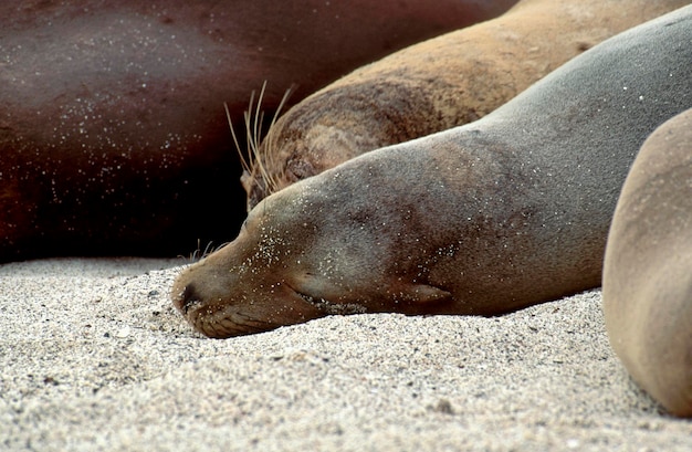 Close-up of sea lion