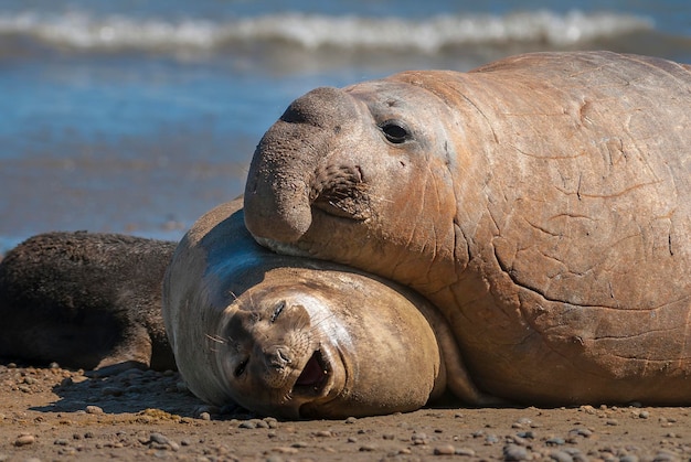 Photo close-up of sea lion