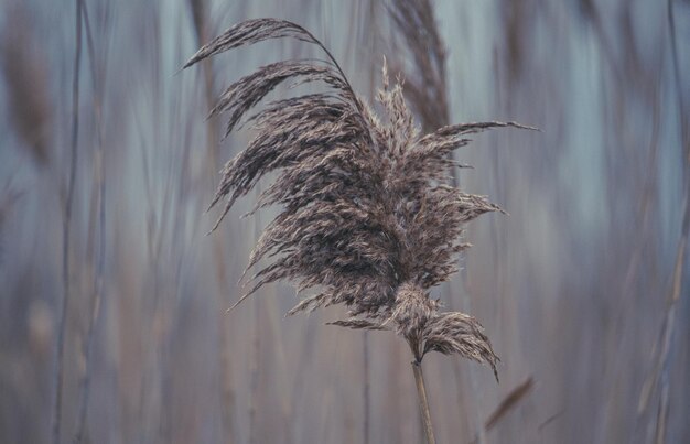 Photo close-up of sea oats