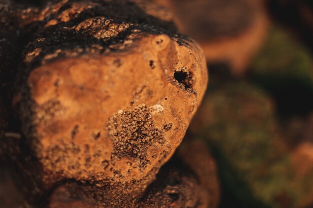 Close up of a sea rock in the beach. Yellow and green colors with a lot of sea acorns and moss