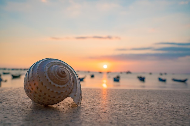 Close up of sea shells on the tropical beach Conch shells at the beach with sunset and boat