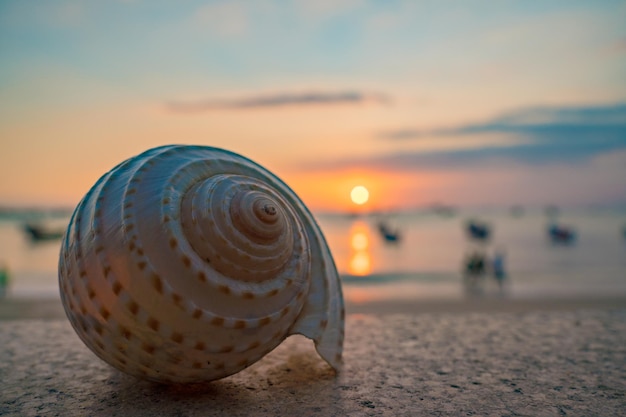 Close up of sea shells on the tropical beach Conch shells at the beach with sunset and boat