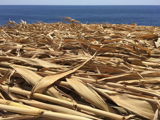 Foto prossimo piano della riva del mare