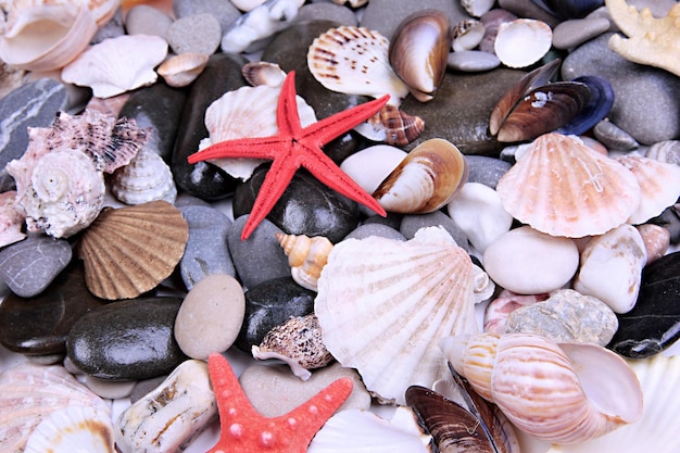 Close up of sea stones and shells