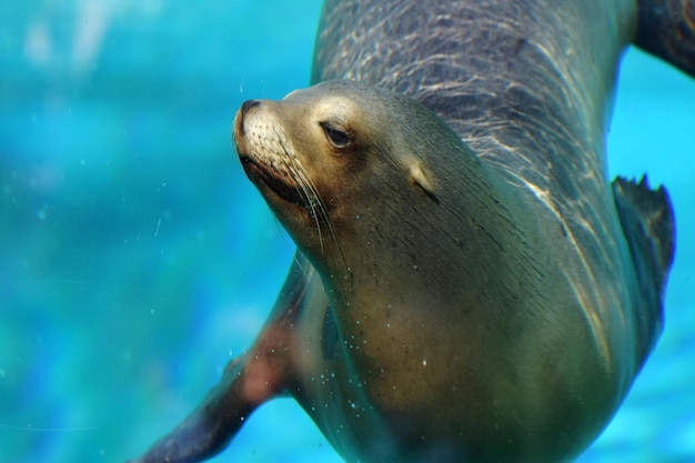 Photo close-up of sea turtle in aquarium