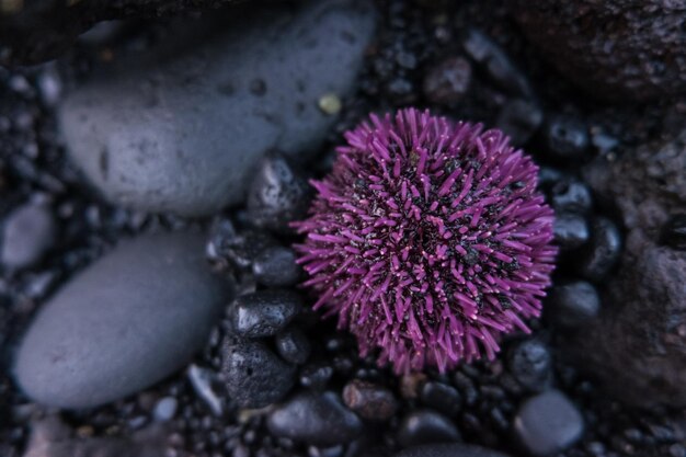 Foto prossimo piano del riccio di mare sulla roccia