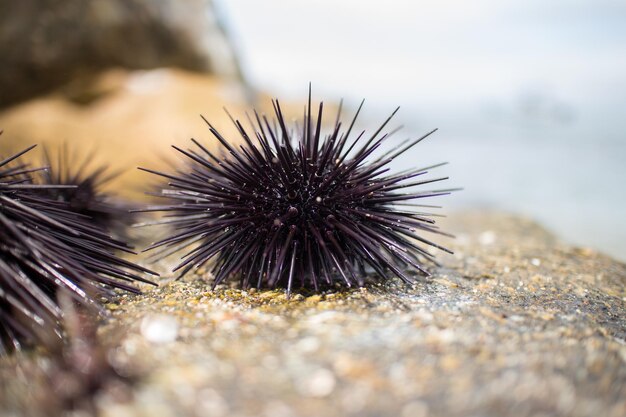 Foto prossimo piano dell'acqua di mare sulla roccia