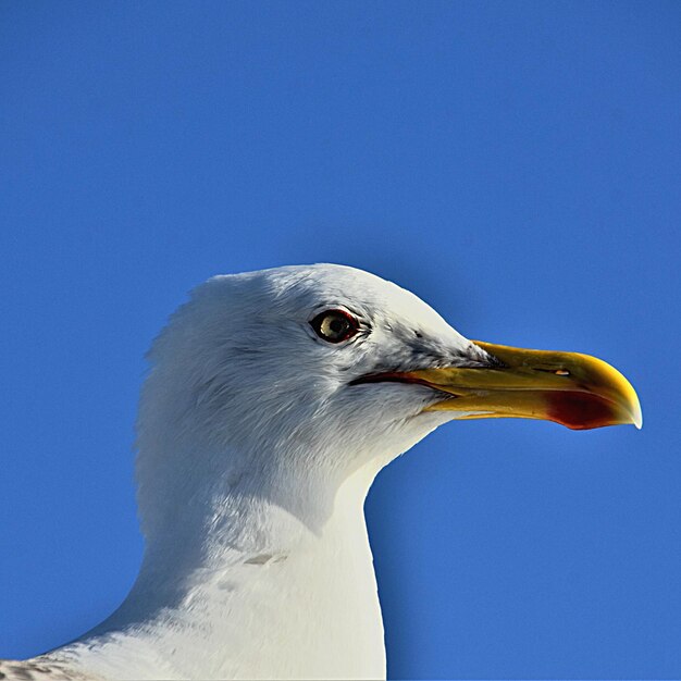 Close-up of seagull against clear blue sky