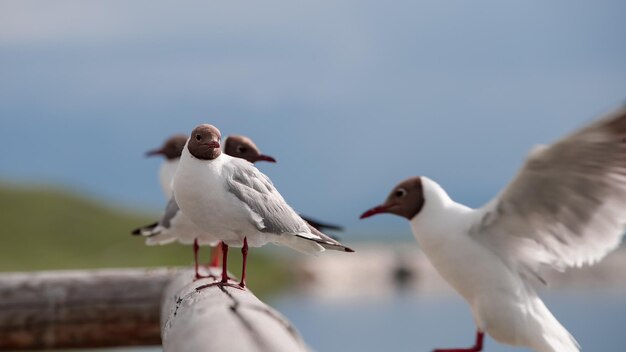 Foto close-up di un gabbiano contro il cielo