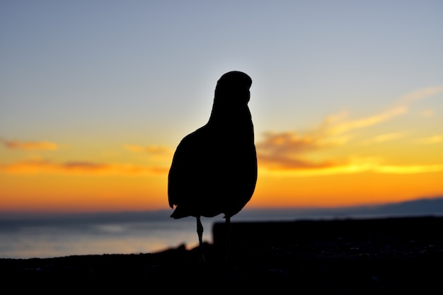 close-up of a seagull backlit at sunset