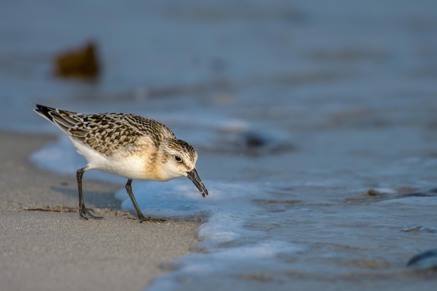 Foto close-up di un gabbiano sulla spiaggia