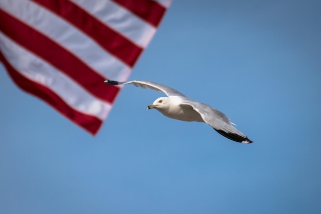 アメリカ国旗に照らして飛ぶカモメのクローズアップ