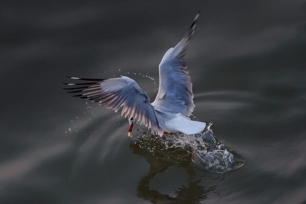 Foto close-up di un gabbiano che vola sul lago