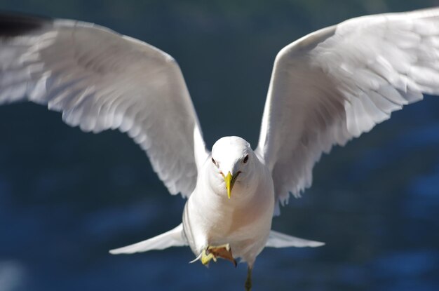 close-up of seagull flying over lake