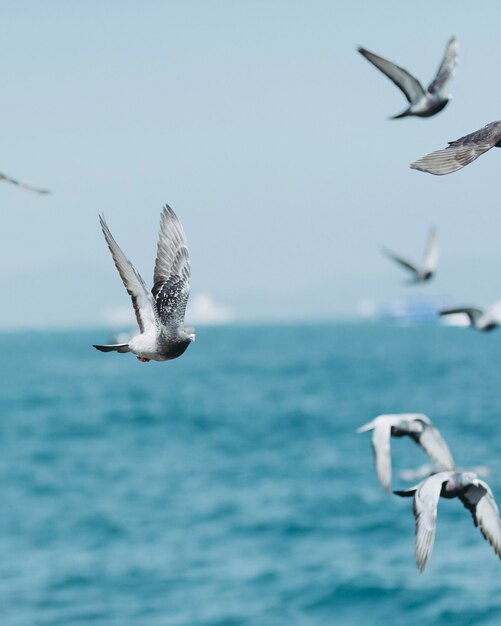 Photo close-up of seagull flying over sea against clear sky