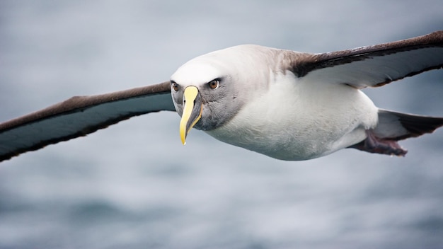 Close-up of seagull flying over sea