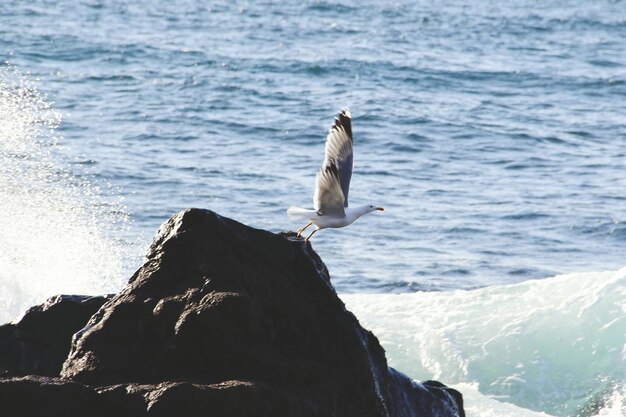 Close-up of seagull flying over sea