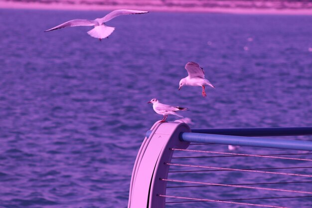 Close-up of seagull flying over sea