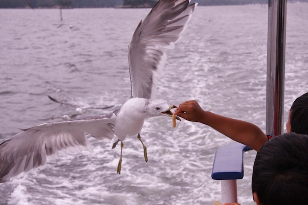 Close-up of seagull flying over water