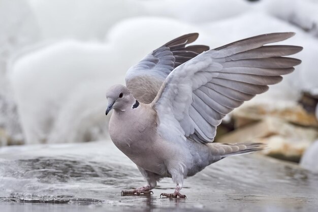 Photo close-up of seagull flying